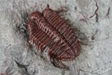 Rare Red Cyphaspides Trilobite - Hamar Laghdad, Morocco #175064-4